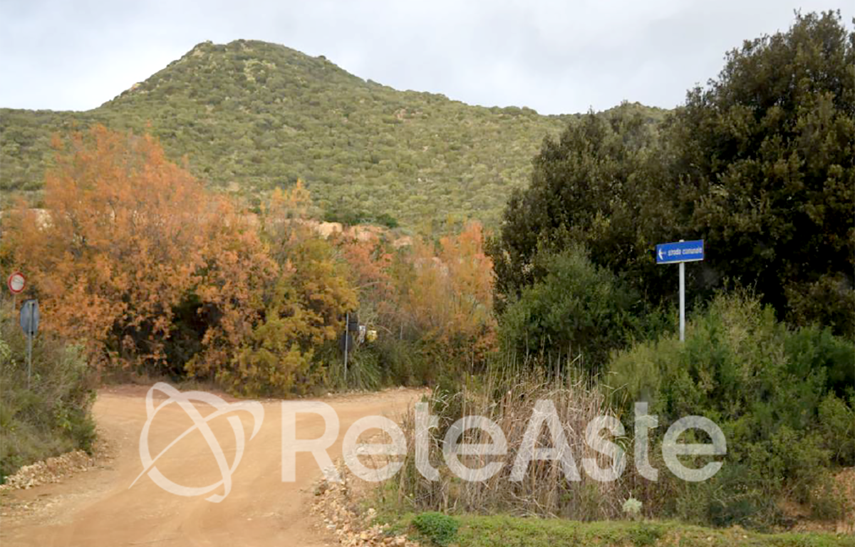 Foto del lotto: Altra categoria a Segariu