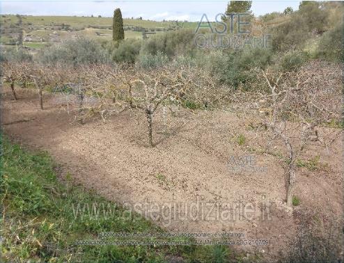 Foto: Altra categoria a Chiaramonte Gulfi (RG)