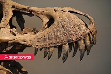 Il T-Rex batte tutti i record all'asta di Zurigo - Aste tra privati