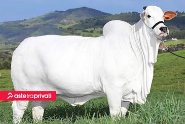 Mucca finisce all’asta al valore record di 4,3 milioni - Aste tra privati