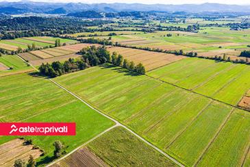 Prelazione agraria: cos’è, chi ne ha diritto e come funziona - Aste tra privati